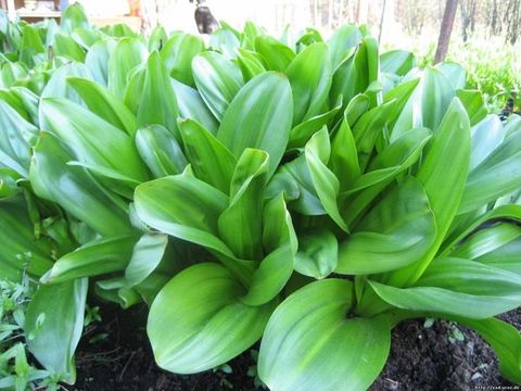 Пізньоцвіт