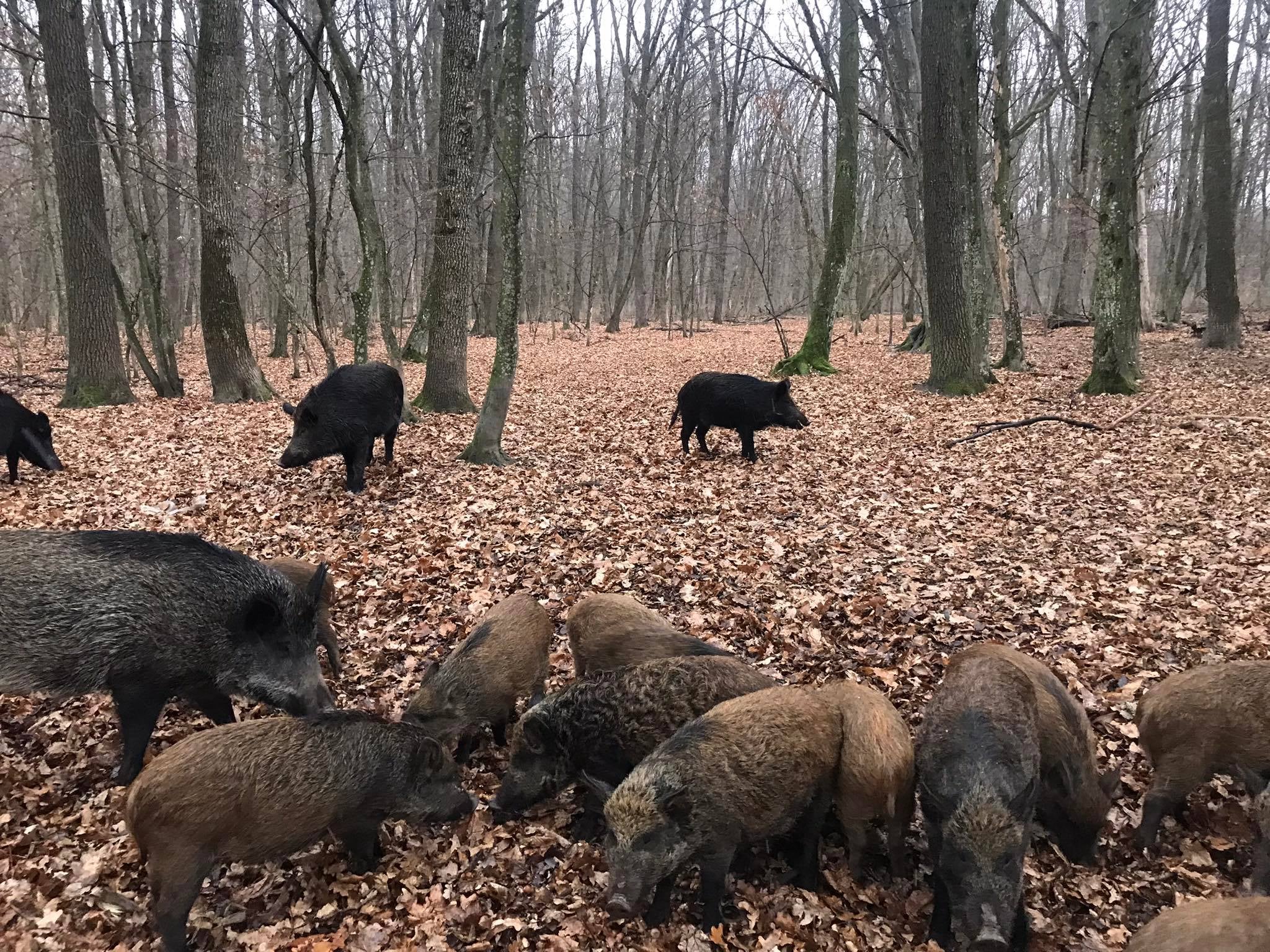 Дикі кабани