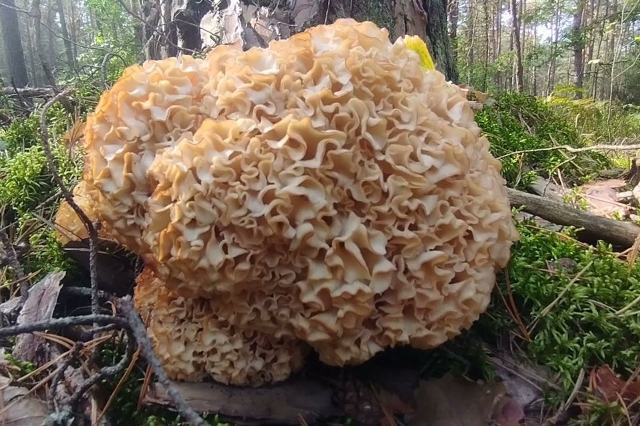 Бараняча голова – зникаючий вид, який і досі можна побачити на базарах у Карпатському регіоні