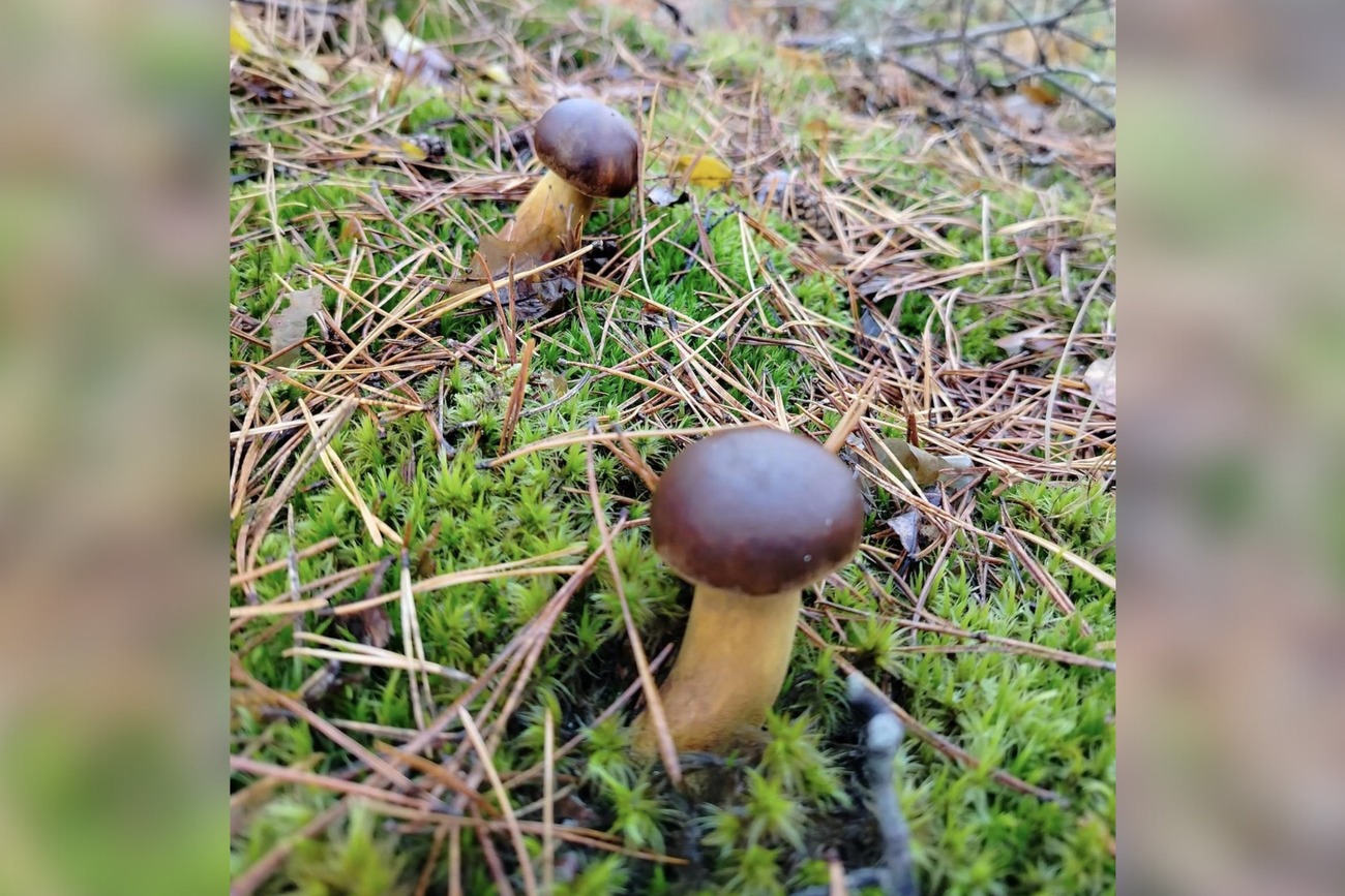 Гриб, який у центральній Україні чомусь називають польським. Гриби є джерелом білків, вітамінів та мікроелементів, яких немає більше в жодному продукті рослинного походження