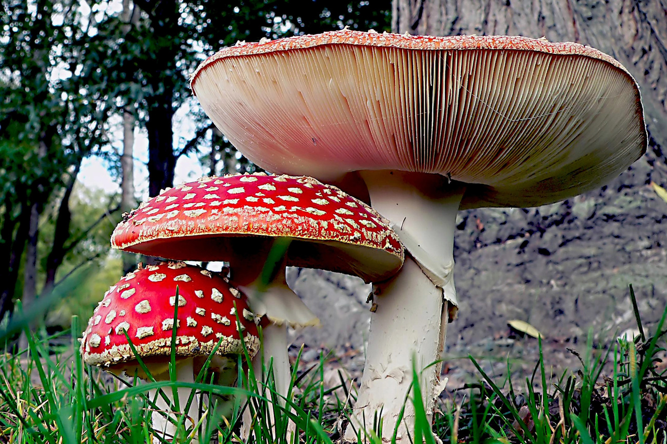 Мухомор червоний є дуже отруйним. Але дехто наважується на експеримент, сподіваючись отримати наркотичний ефект