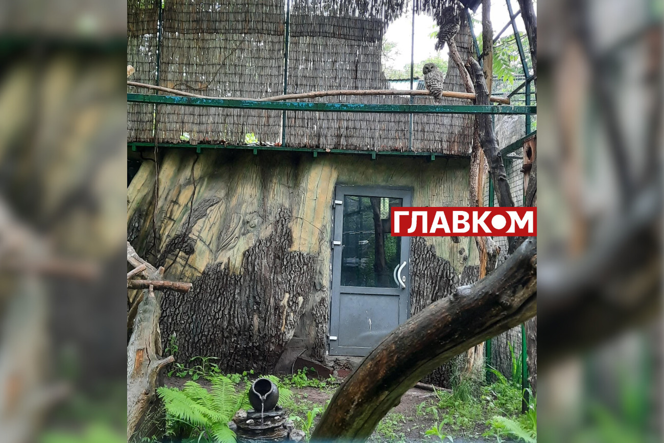 Після війни до зоопарку потрапило багато сов. Для них створюють окрему експозицію