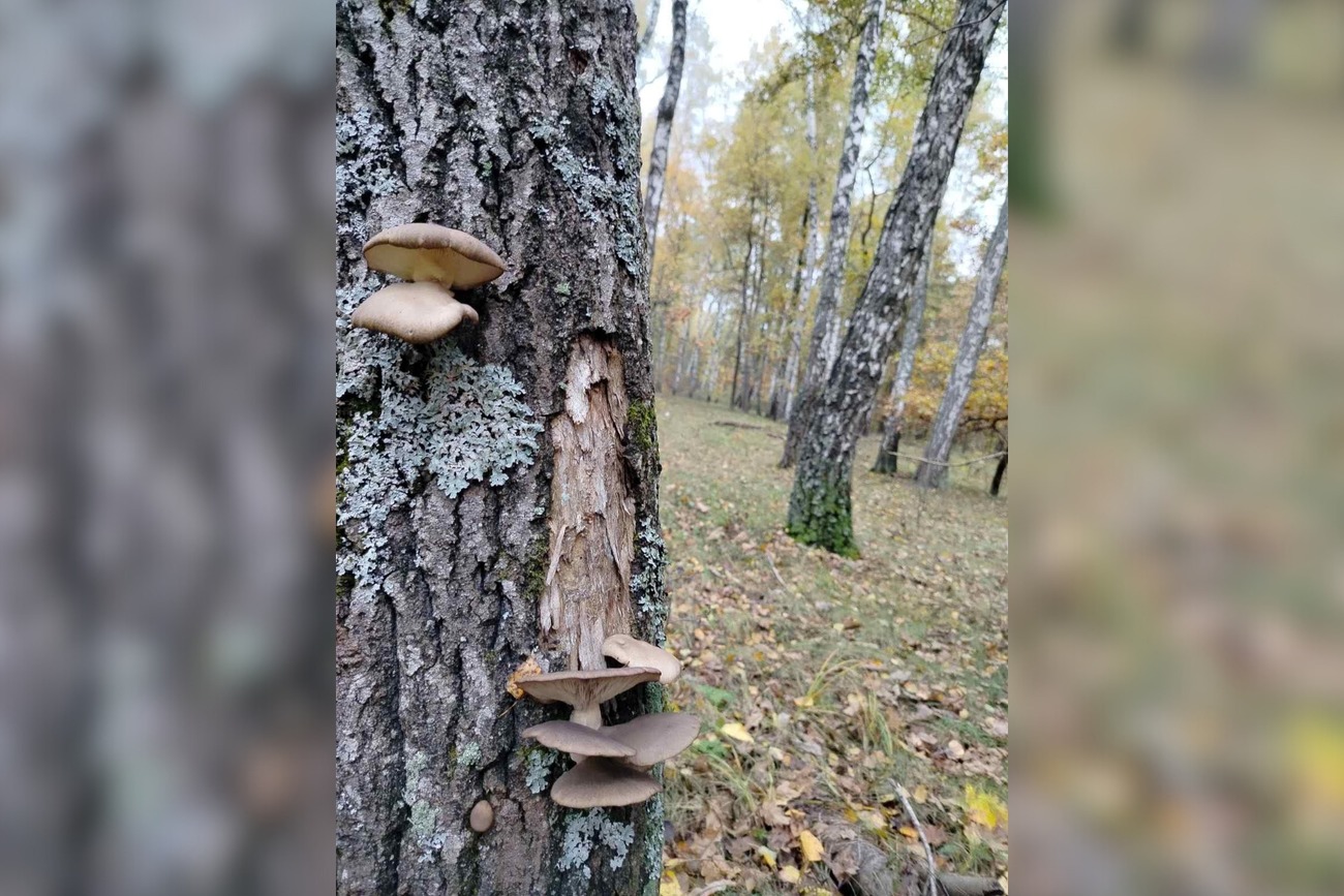 Гливи ростуть на деревині, тому їх можна виростити і на присадибній ділянці