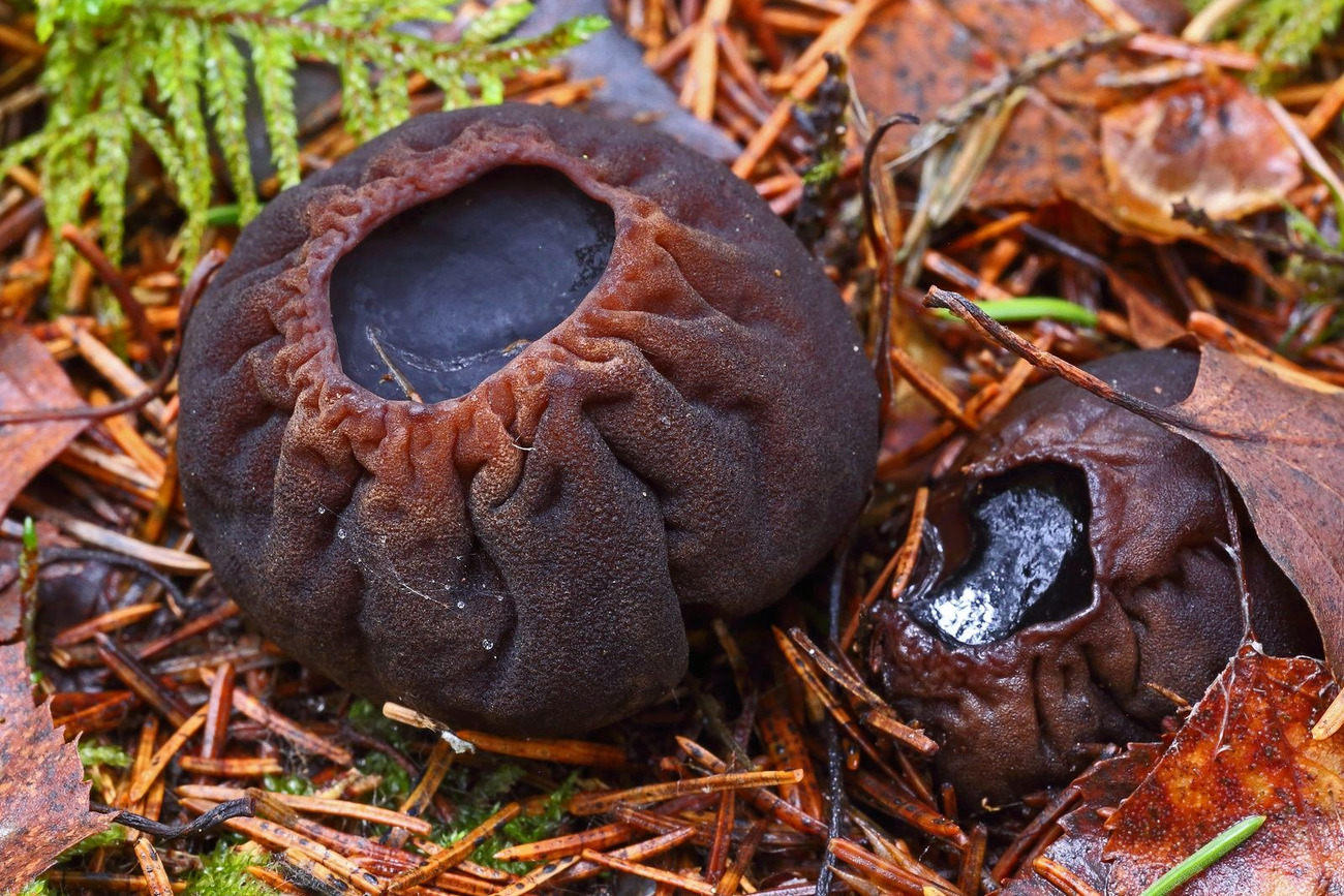 Саркосому кулясту вважають зниклим в Україні видом. Її реєстрували останній раз 80 років тому в Пущі-Водиці, що під Києвом