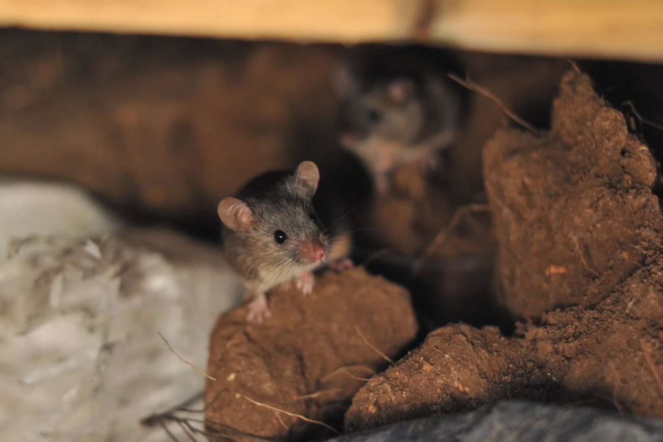 Миші на позиціях