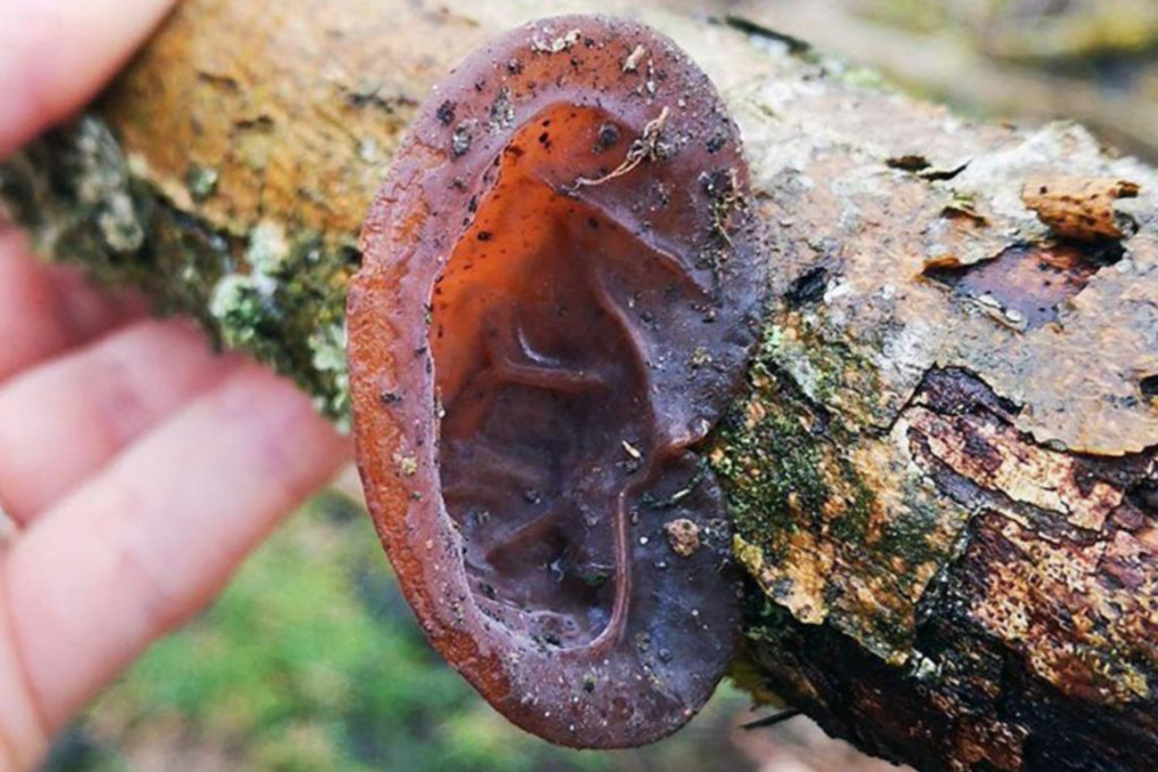 Аурикулярія вухоподібна, або юдине вухо – один з тих їстівних грибів, які попередні покоління грибників вважали «поганками», – зараз набирає популярності у гурманів