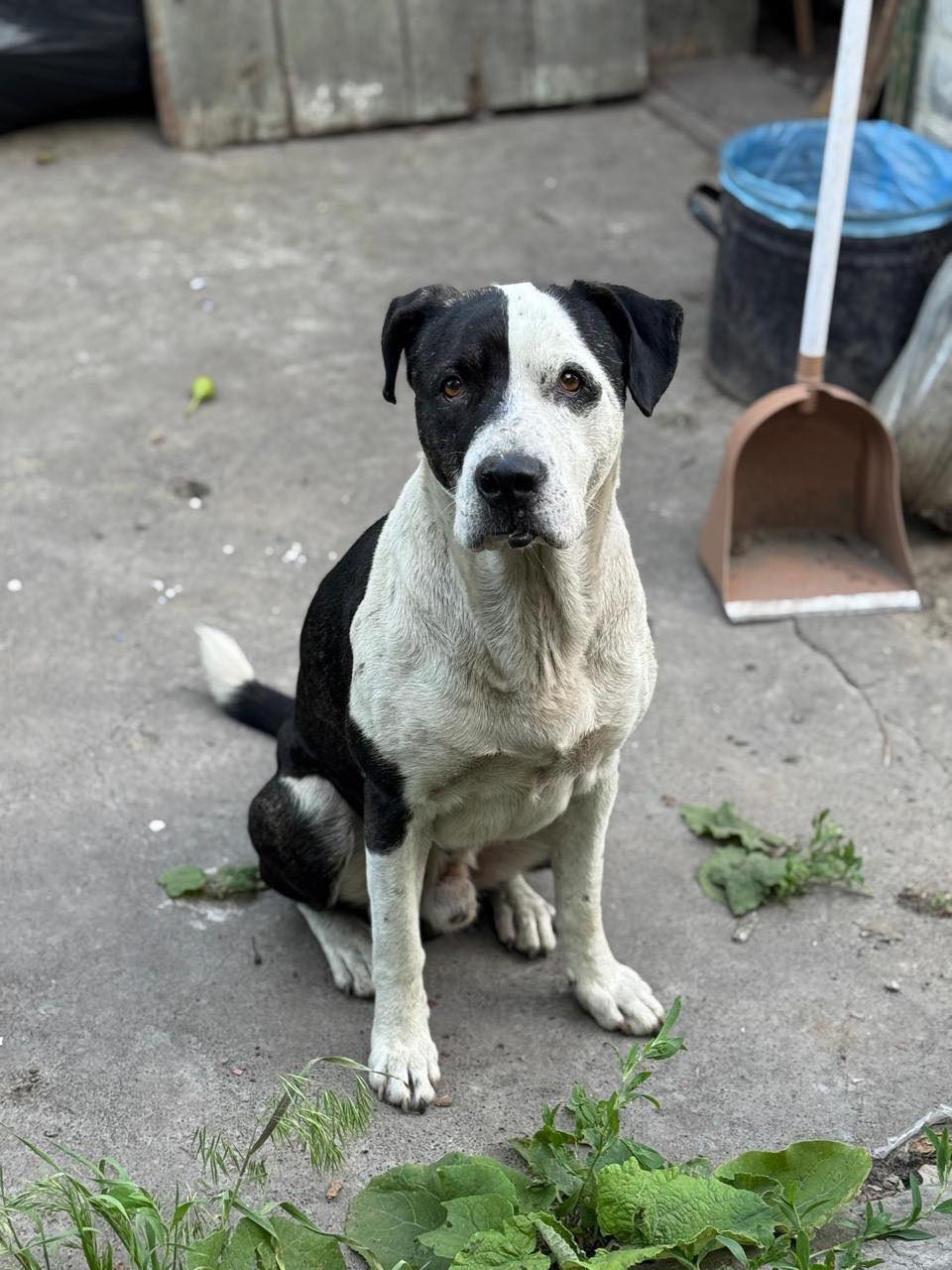 Олег Ляшко показав своїх найкращих друзів фото 1