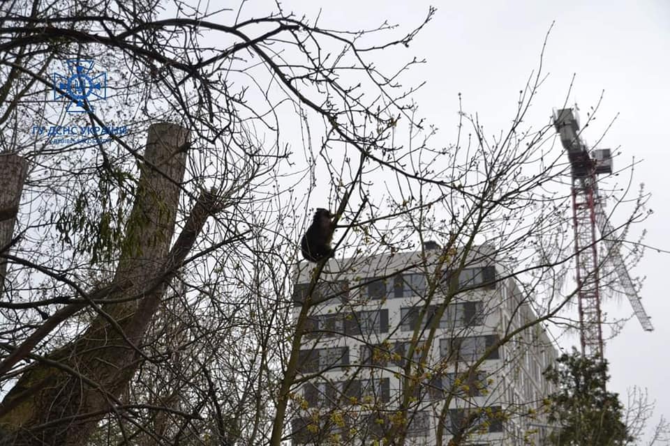 У Львові рятувальники знімали з дерева єнота  фото 1