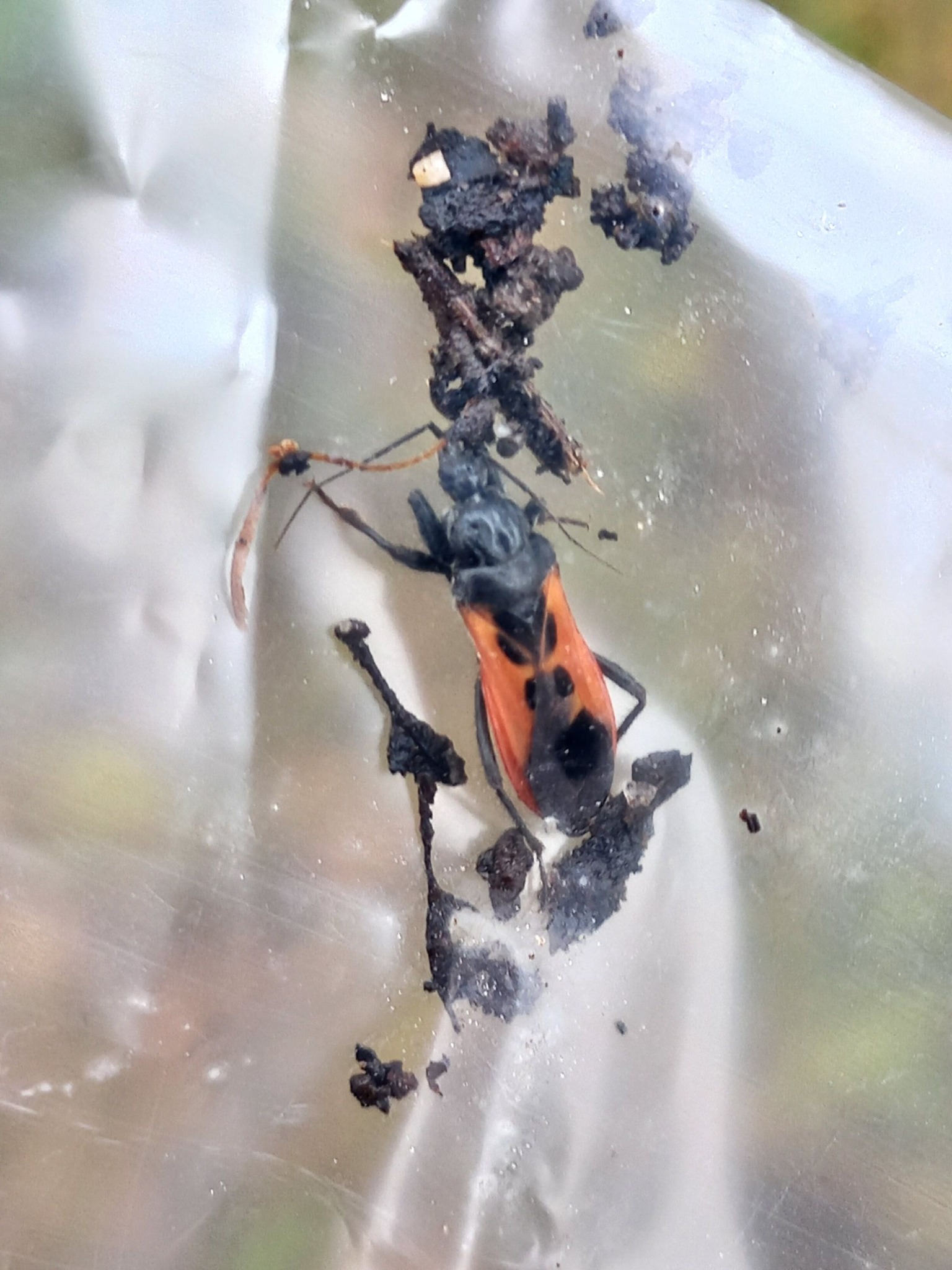 На Київщині дитину вкусив клоп-убивця фото 1