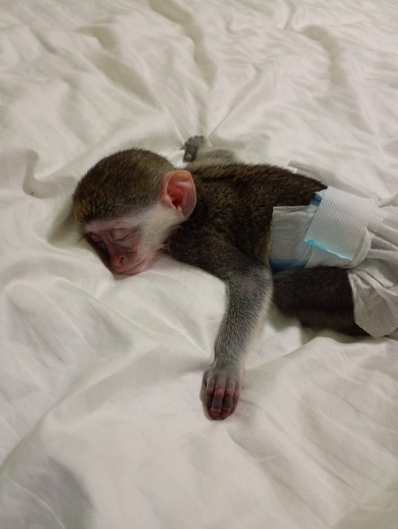 Мартишка Зіна