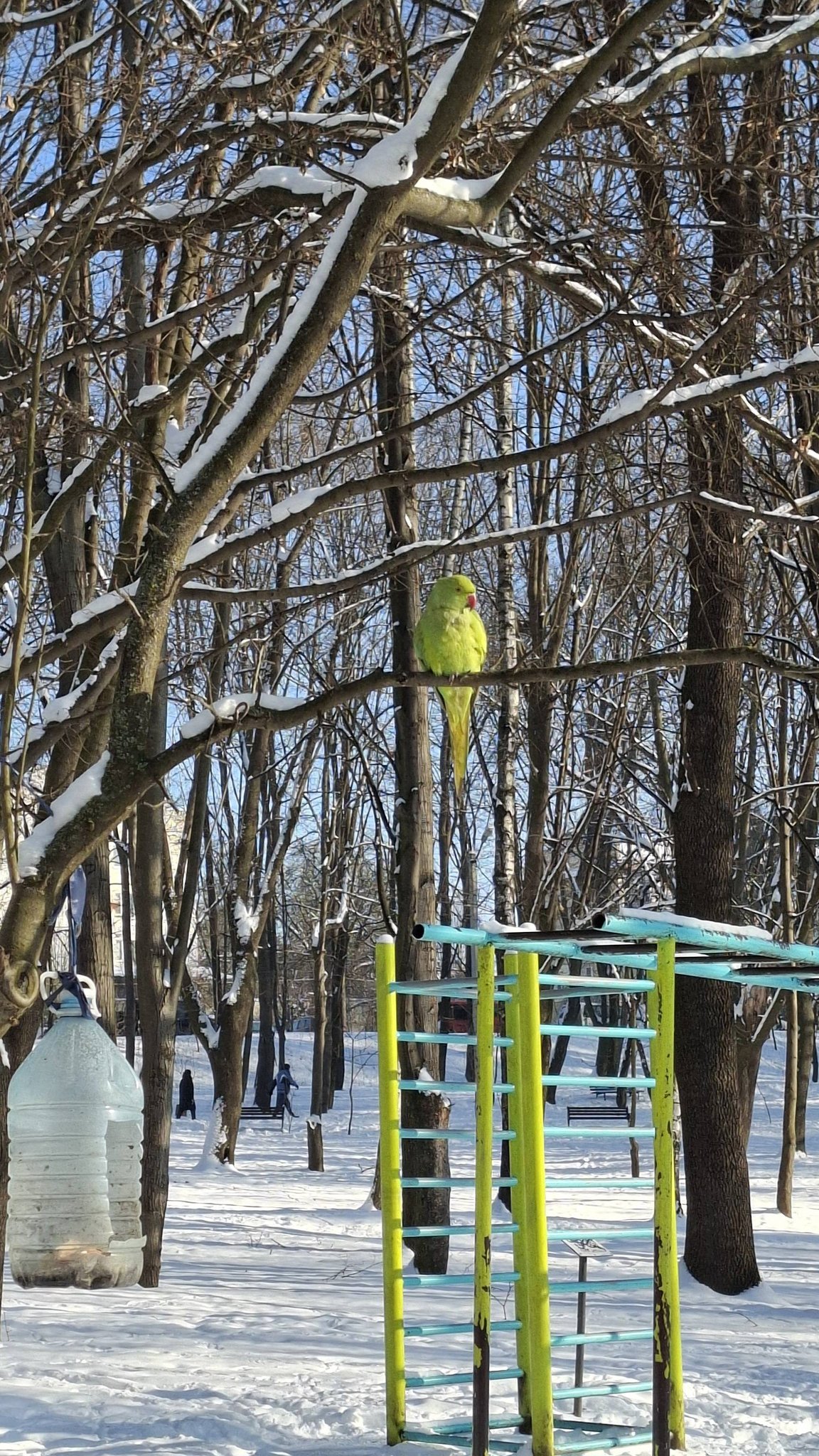 Не бояться морозів. У парку Чернівців живуть яскраві папуги фото 2