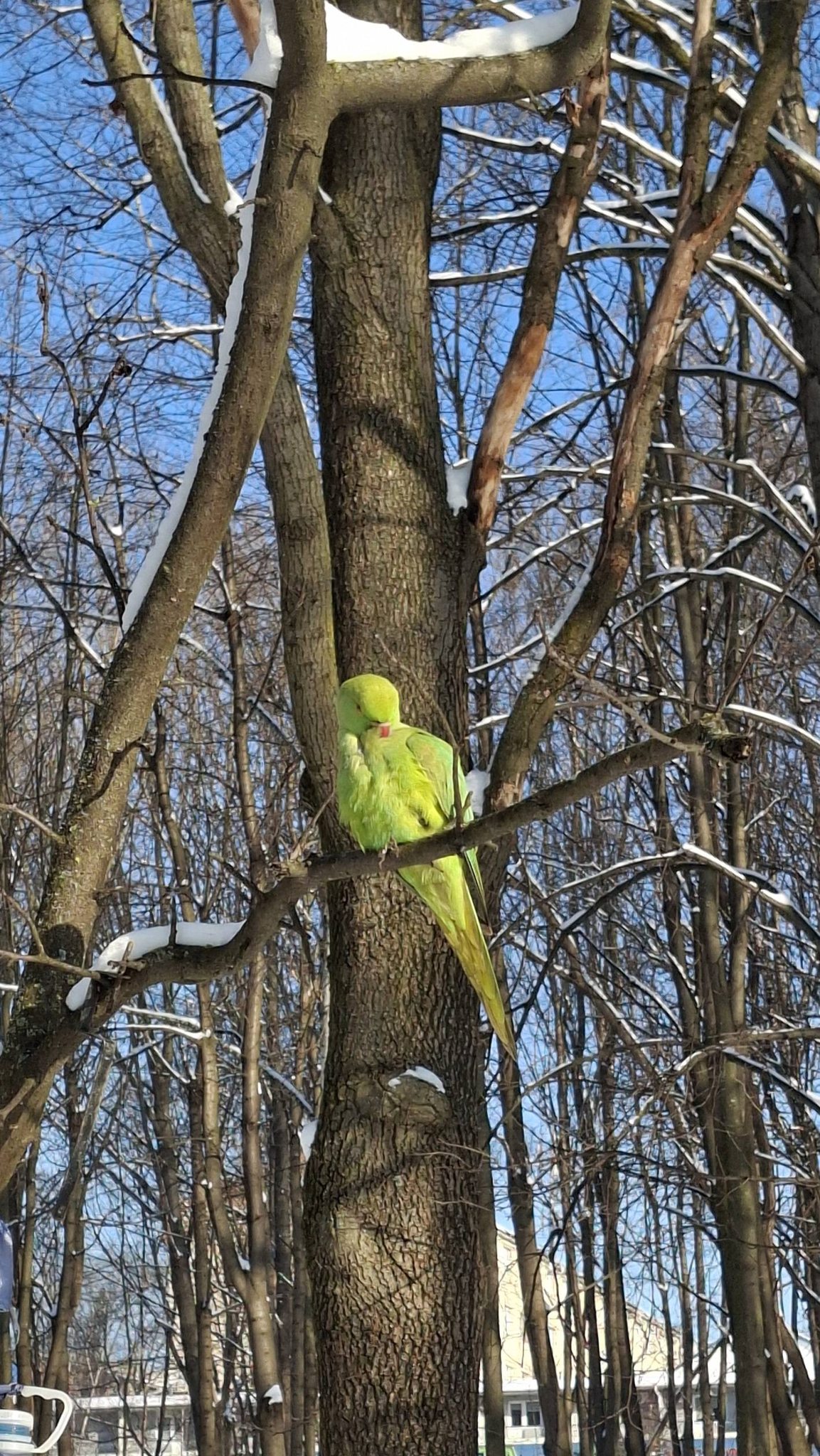 Не бояться морозів. У парку Чернівців живуть яскраві папуги фото 1