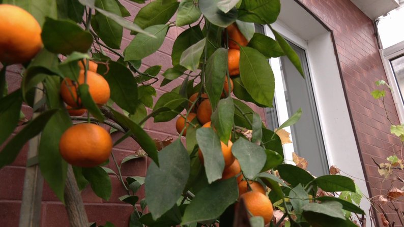 Розмір мандарини залежить від кількості плодів