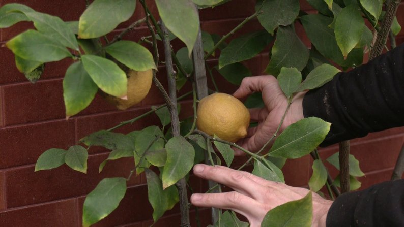 Садівник розповів, що лимони можуть вирости до 300 грамів