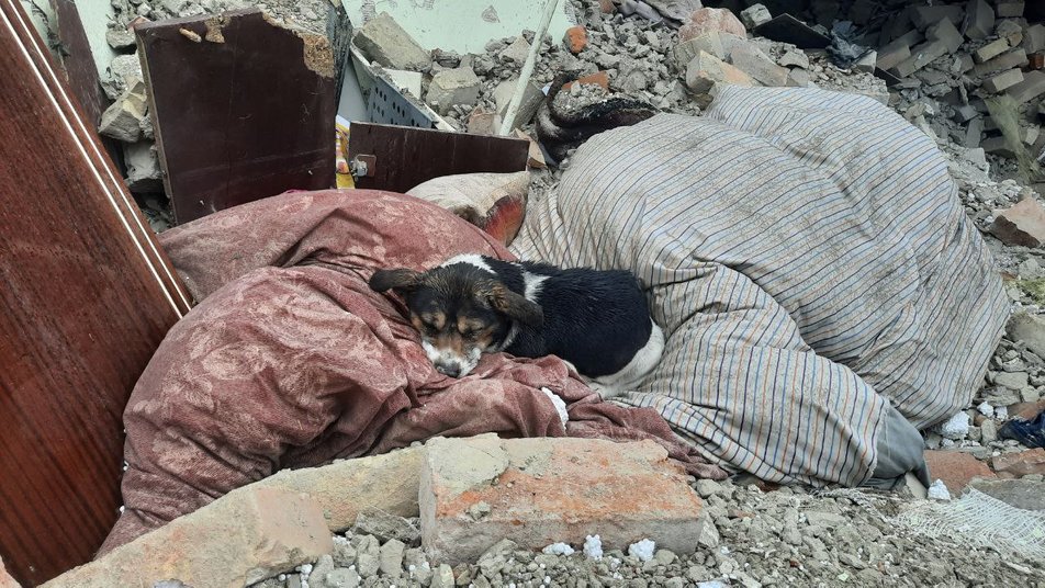 Un chien allongé sur les décombres d'une maison détruite par une roquette