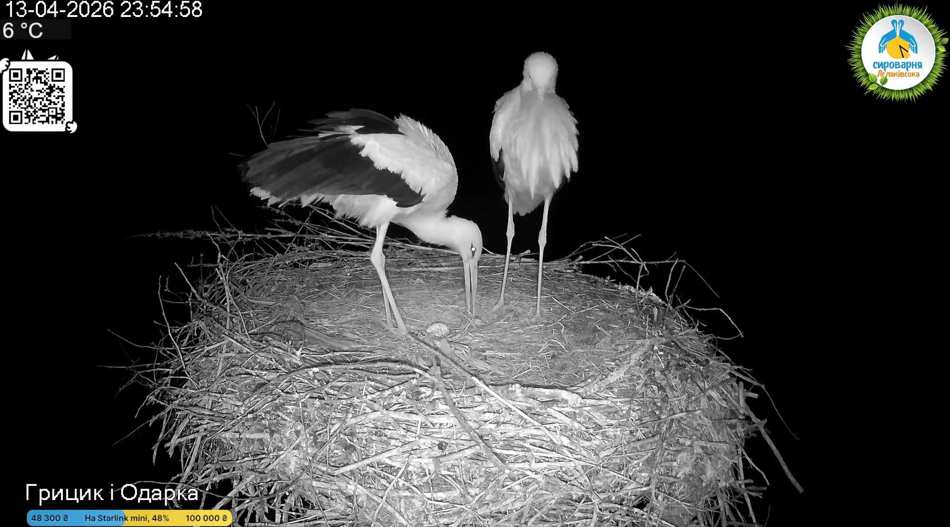 У гнізді Одарки і Грицика з’явилося перше яйце (фото) фото 4