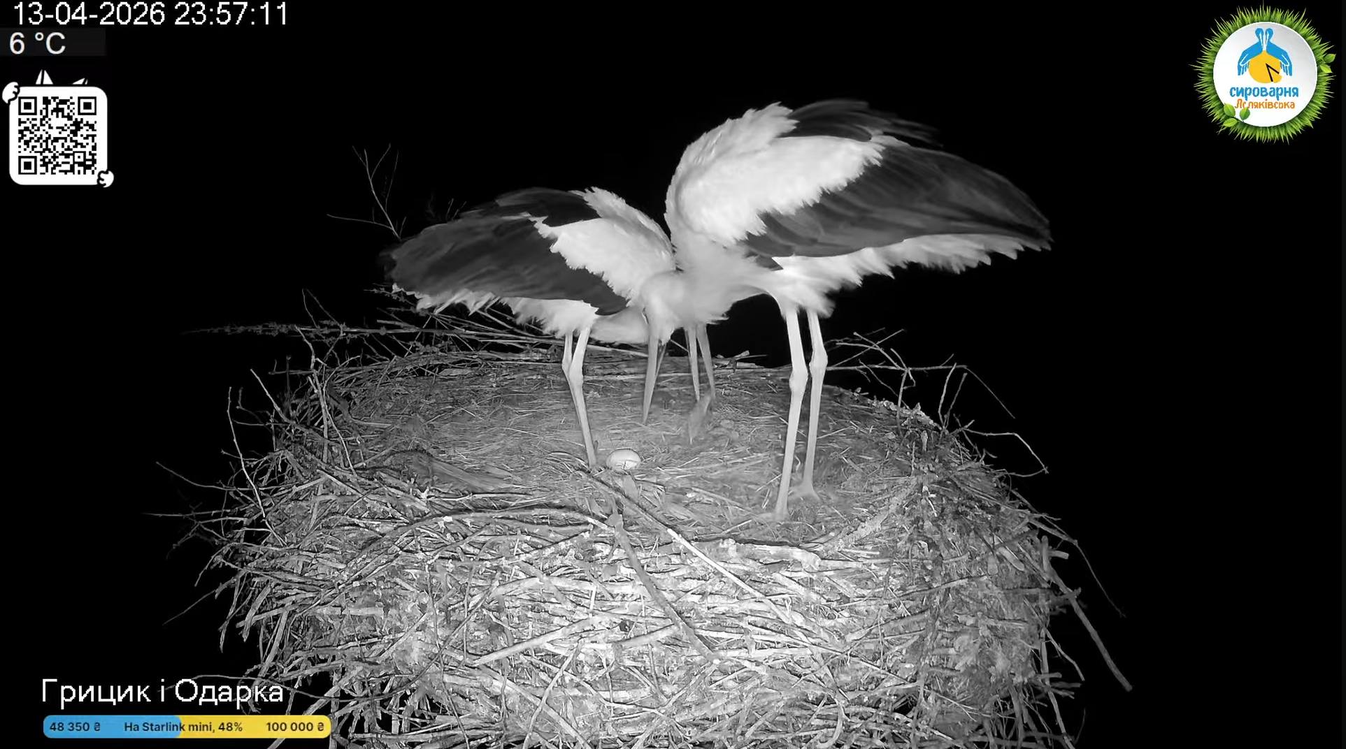 У гнізді Одарки і Грицика з’явилося перше яйце (фото) фото 3