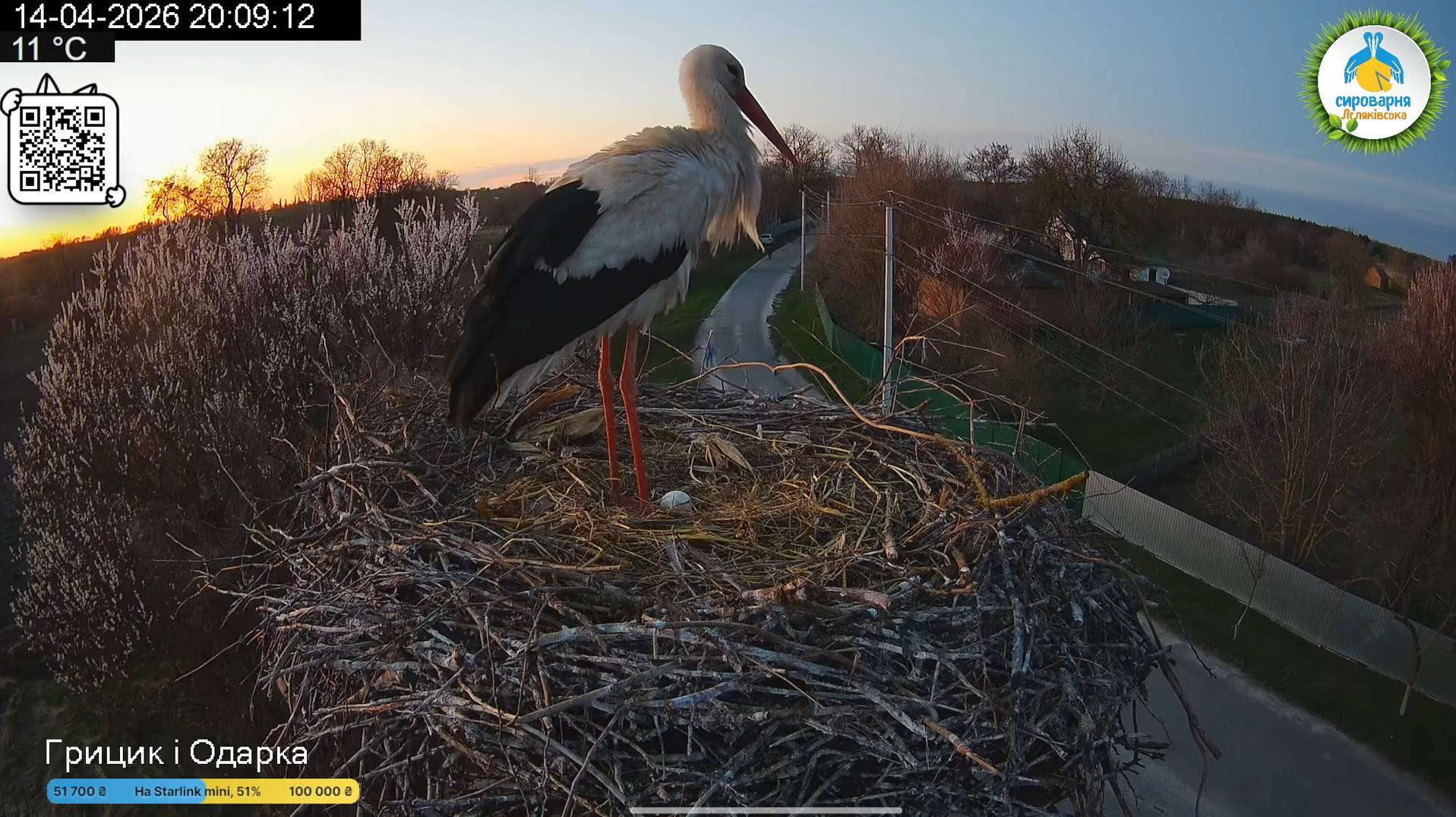 У гнізді Одарки і Грицика з’явилося перше яйце (фото) фото 1