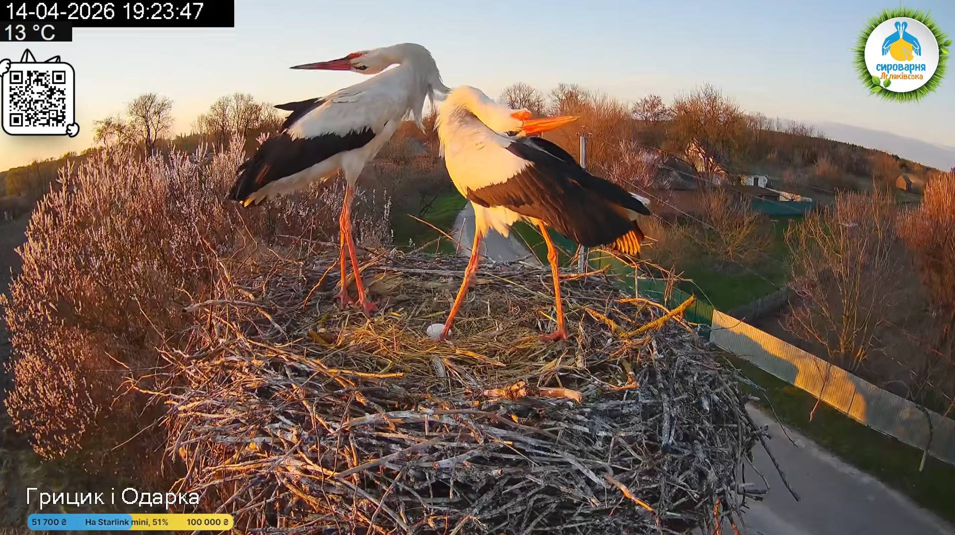 У гнізді Одарки і Грицика з’явилося перше яйце (фото) фото 2