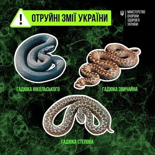 На Черкащині жінка виявила отруйну змію, не типову для регіону фото 1