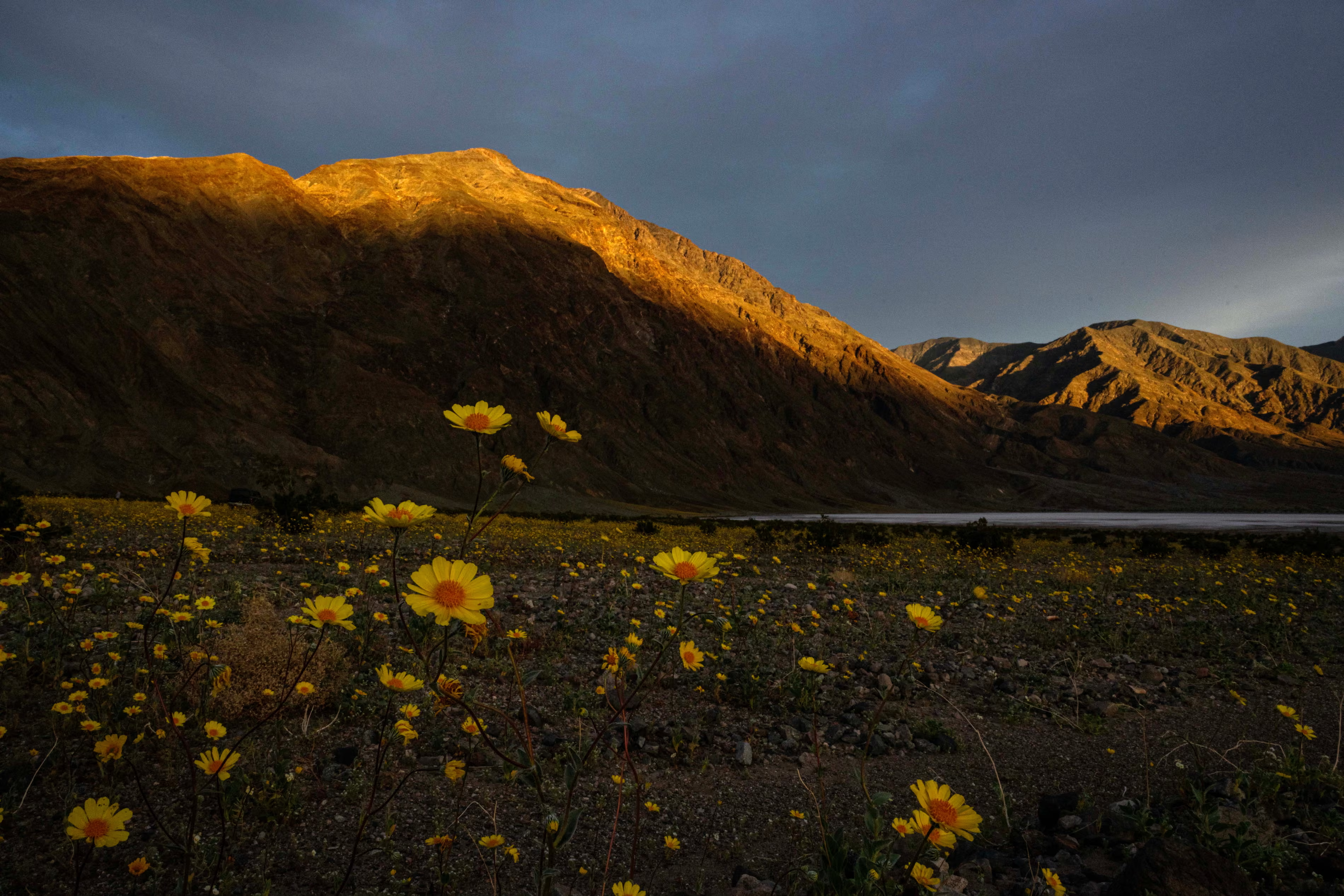 У США вперше за десятиліття зацвіла Долина смерті (фото) фото 1