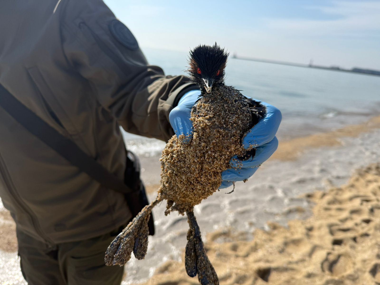 На узбережжі Чорного моря зафіксовано забруднення (фото, відео) фото 1