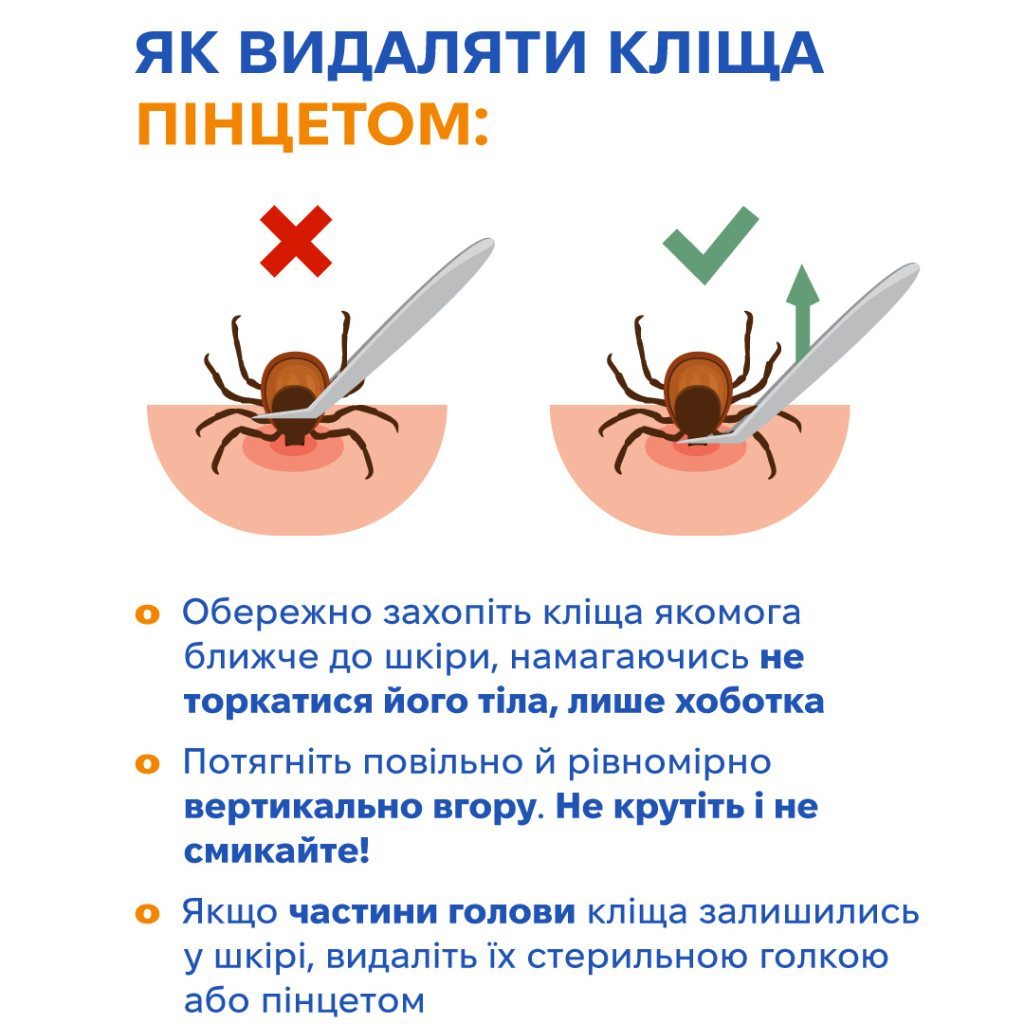 Сезон кліщів: які хвороби загрожують та як видалити паразита з тіла фото 2