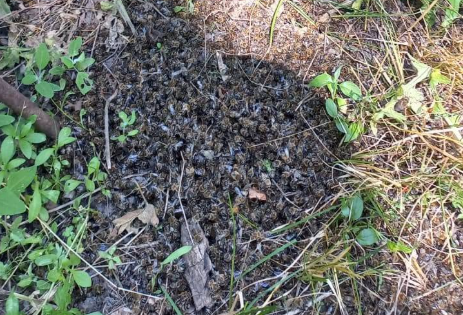 В одній із громад Вінниччини зафіксовано масову загибель бджіл фото 1