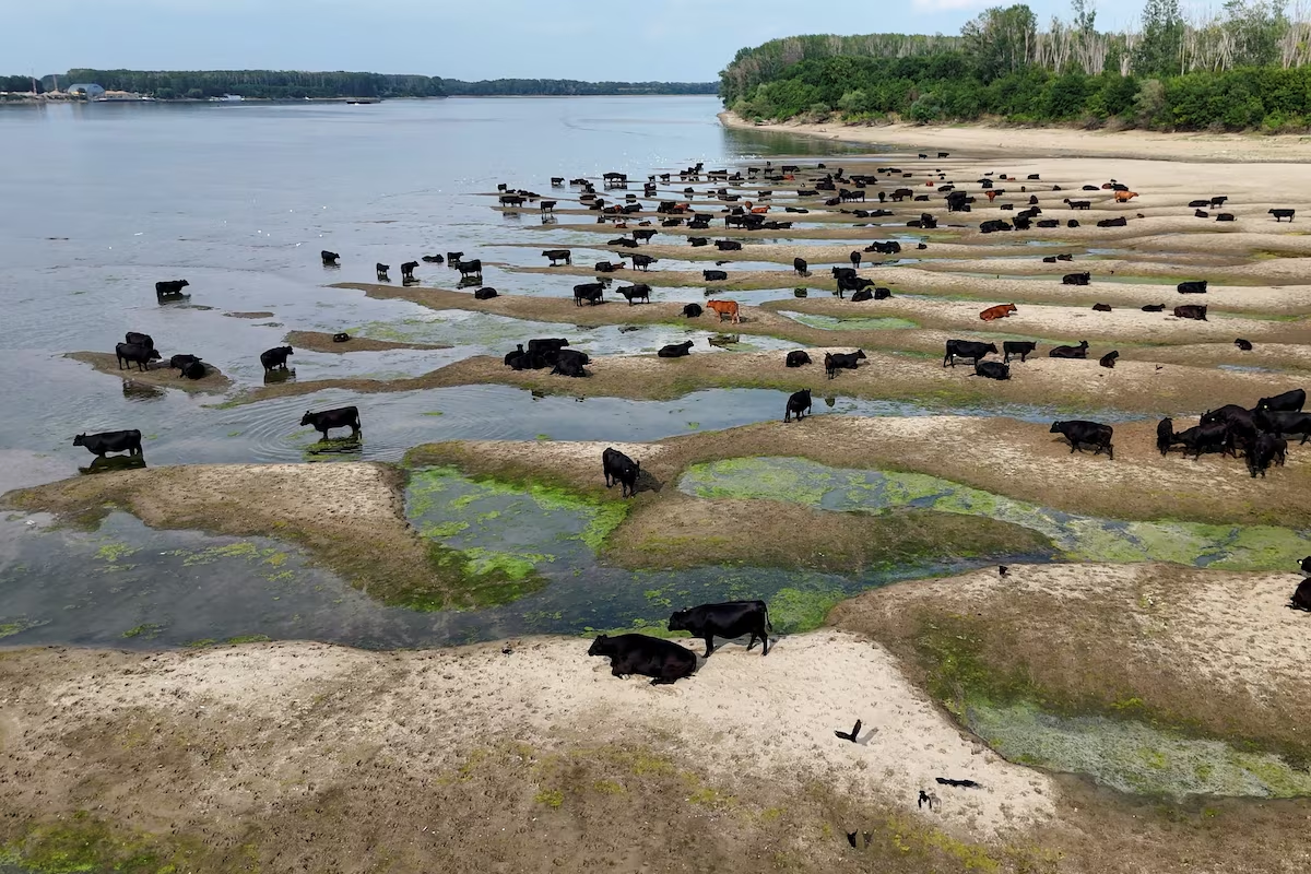 У Румунії зафіксовано найнижчий рівень води в Дунаї за 30 років фото 1