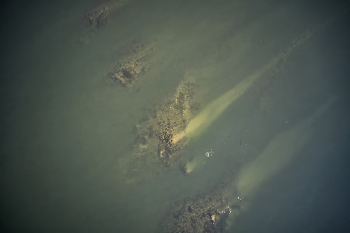 Болгарія: низький рівень води у Дунаї оголив залишки давньоримського мосту фото 1