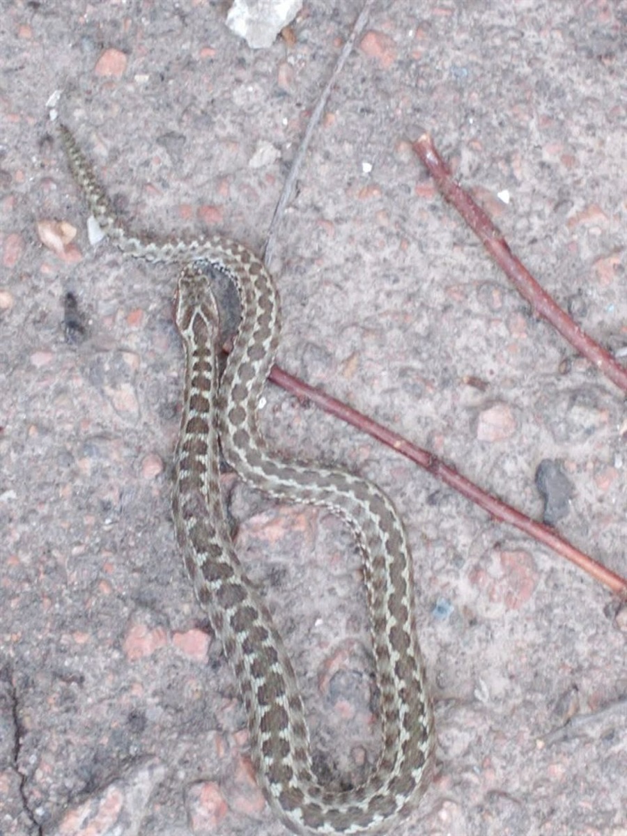 У Золотоноші жінка виявила у дворі отруйну змію