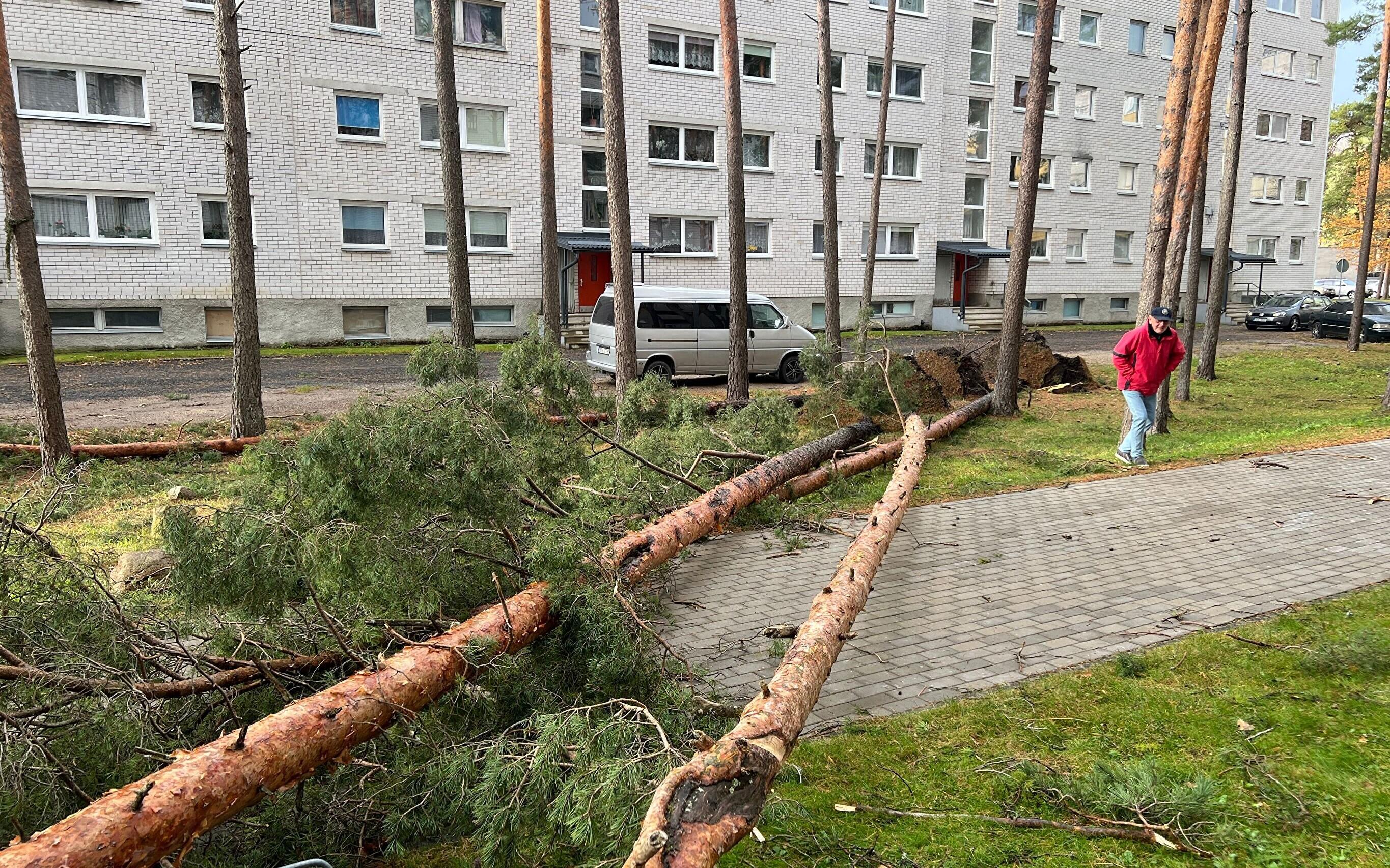 В Естонії вирує буревій. Знеструмлено кілька тисяч домогосподарств фото 1