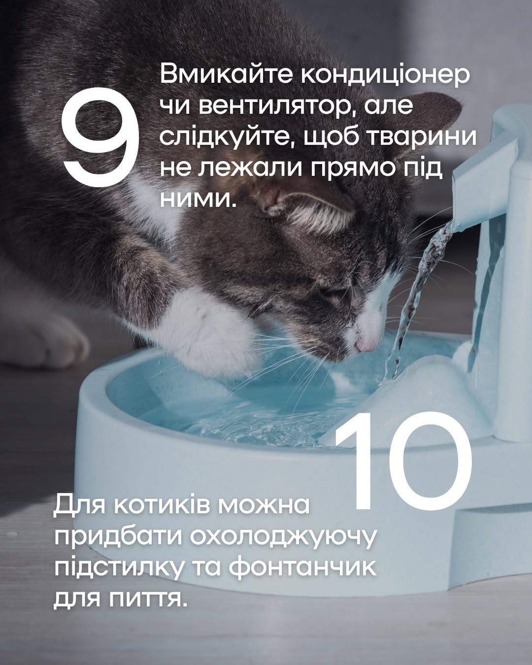 Як уберегти чотирилапих від літньої спеки: важливі поради київських ветеринарів фото 6