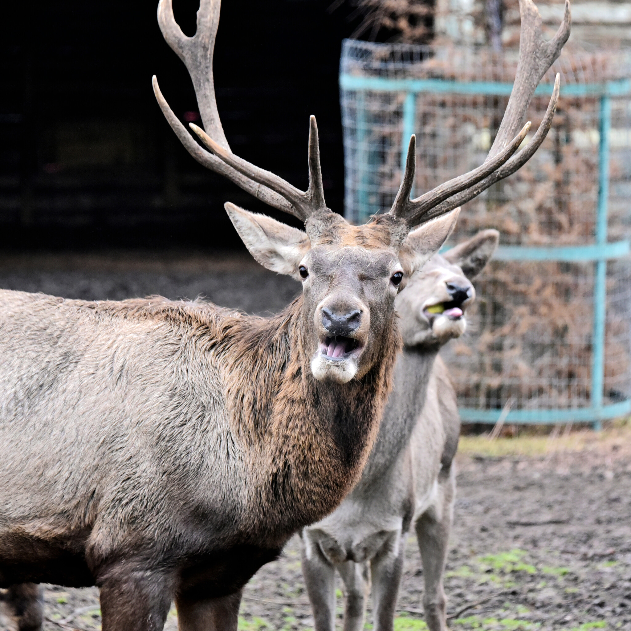 Олені благородні 