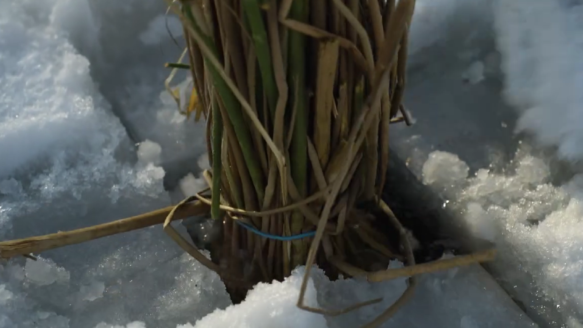 Порожнисті стебла очерету працюють як «дихальні трубки», забезпечуючи доступ атмосферного кисню до води