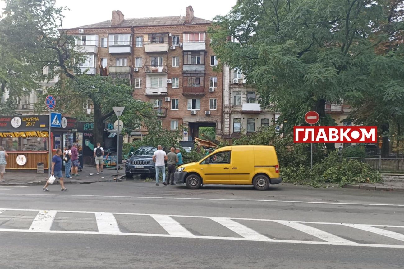 Дерево не витримало сильного вітру