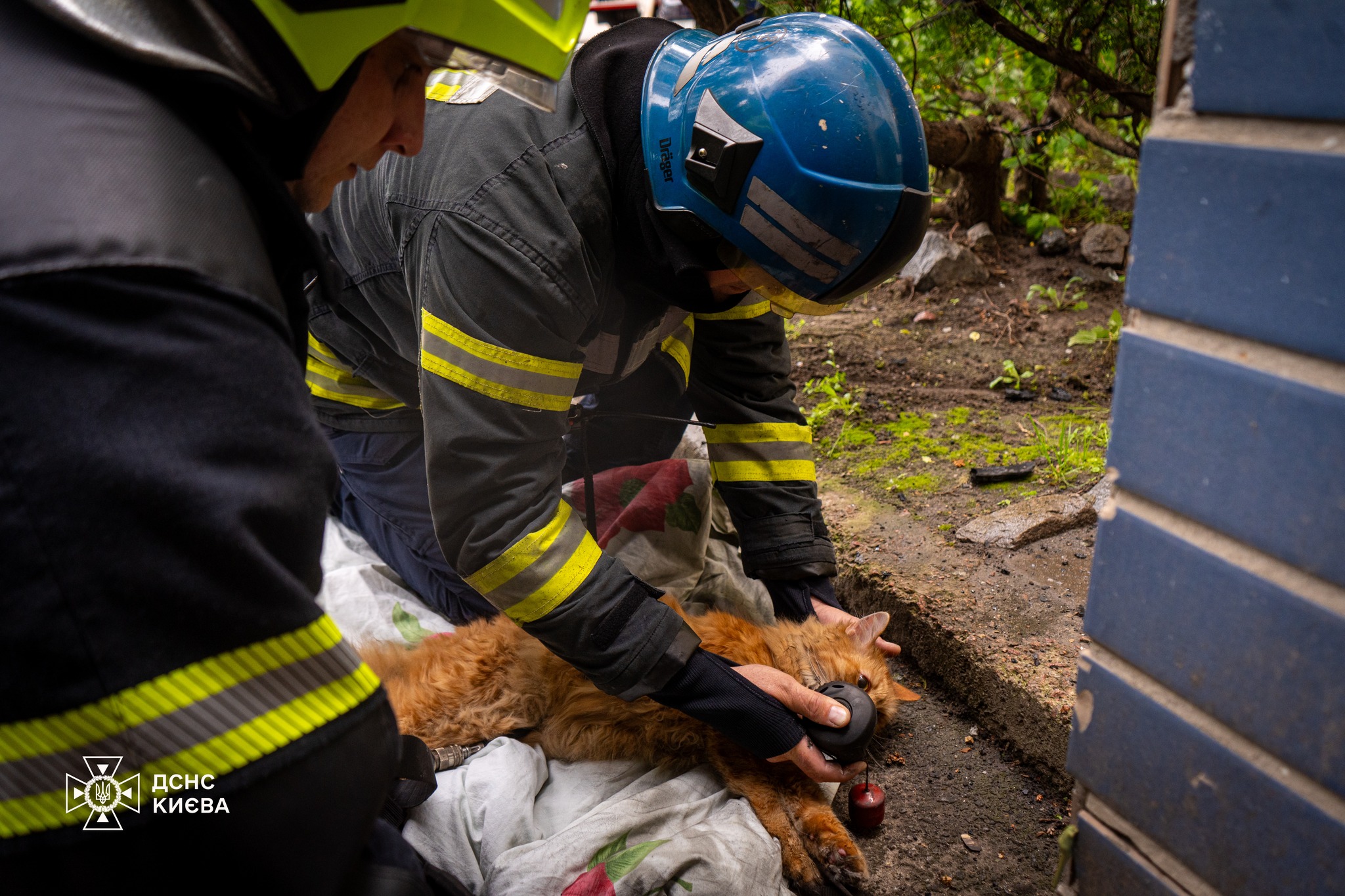 Котик нахапався диму і мав кволий вигляд