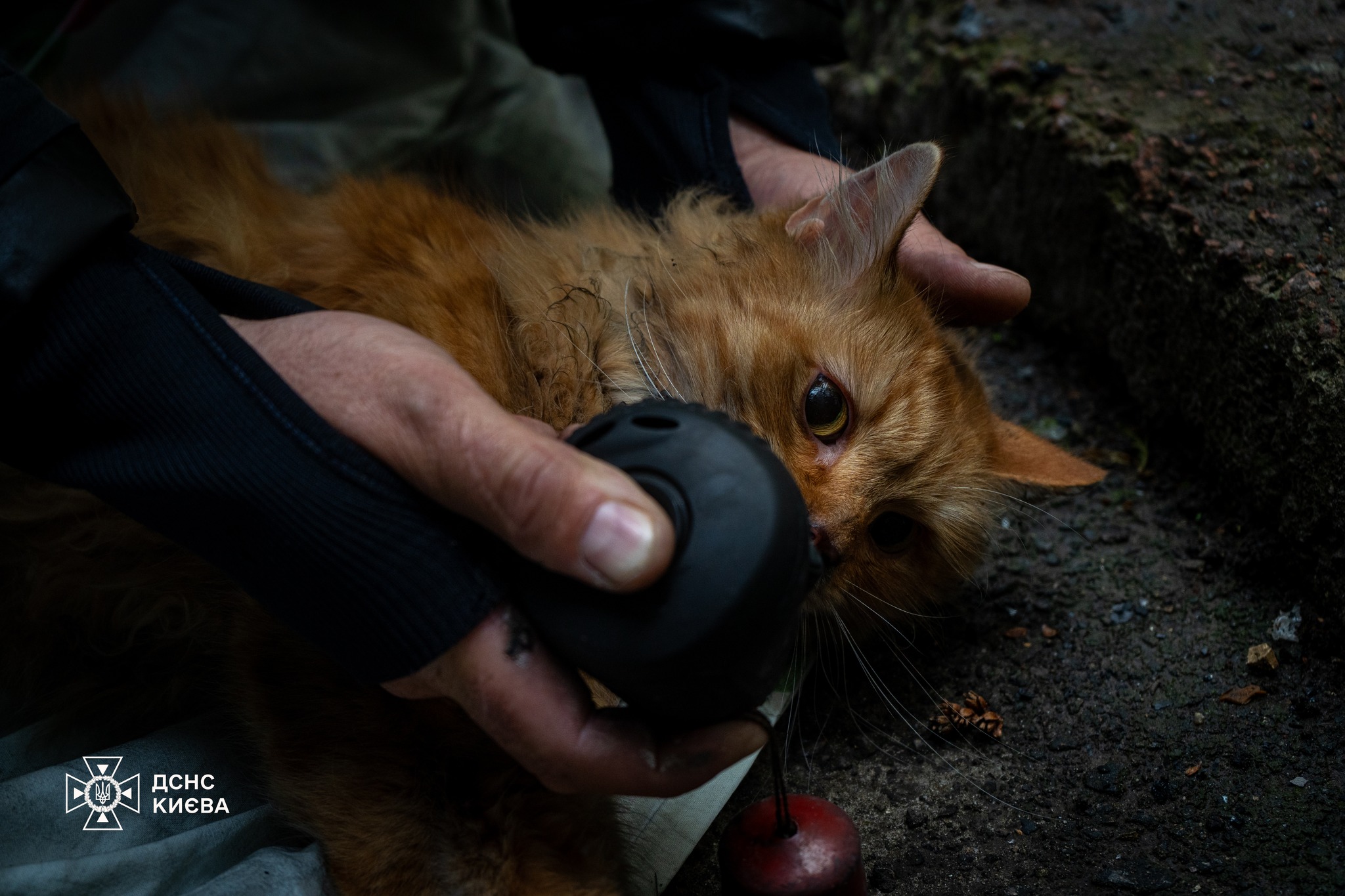 Рятувальники надали котові першу допомогу