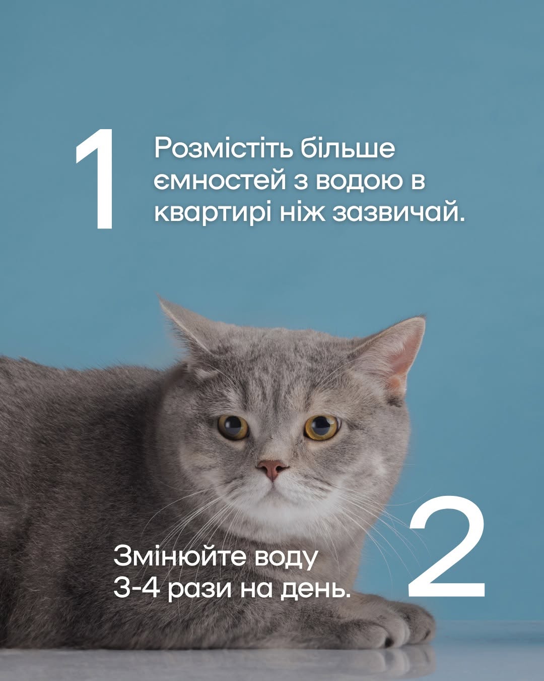 Як уберегти чотирилапих від літньої спеки: важливі поради київських ветеринарів фото 2