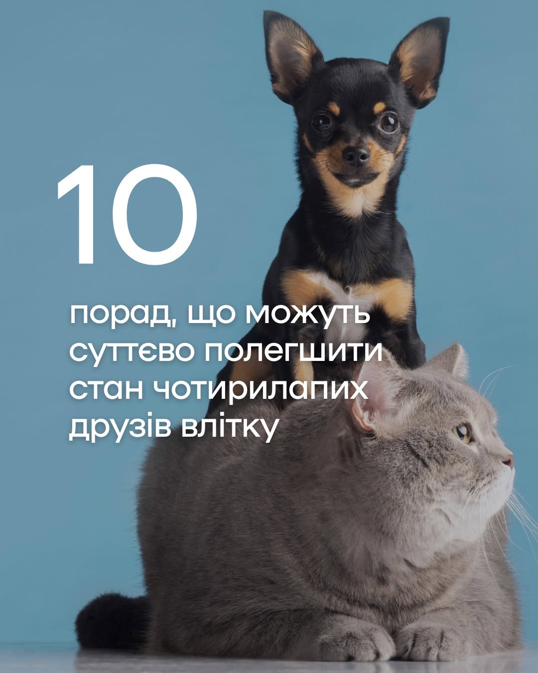 Як уберегти чотирилапих від літньої спеки: важливі поради київських ветеринарів фото 1