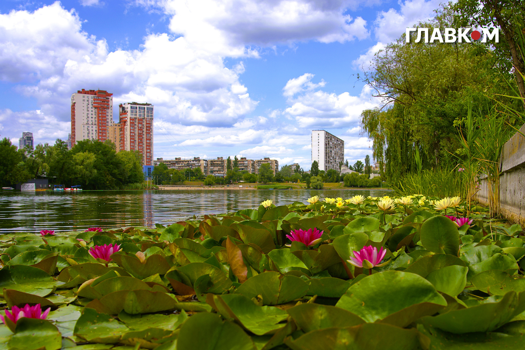 Розкішна квіткова локація з'явилася на водоймі кілька років тому