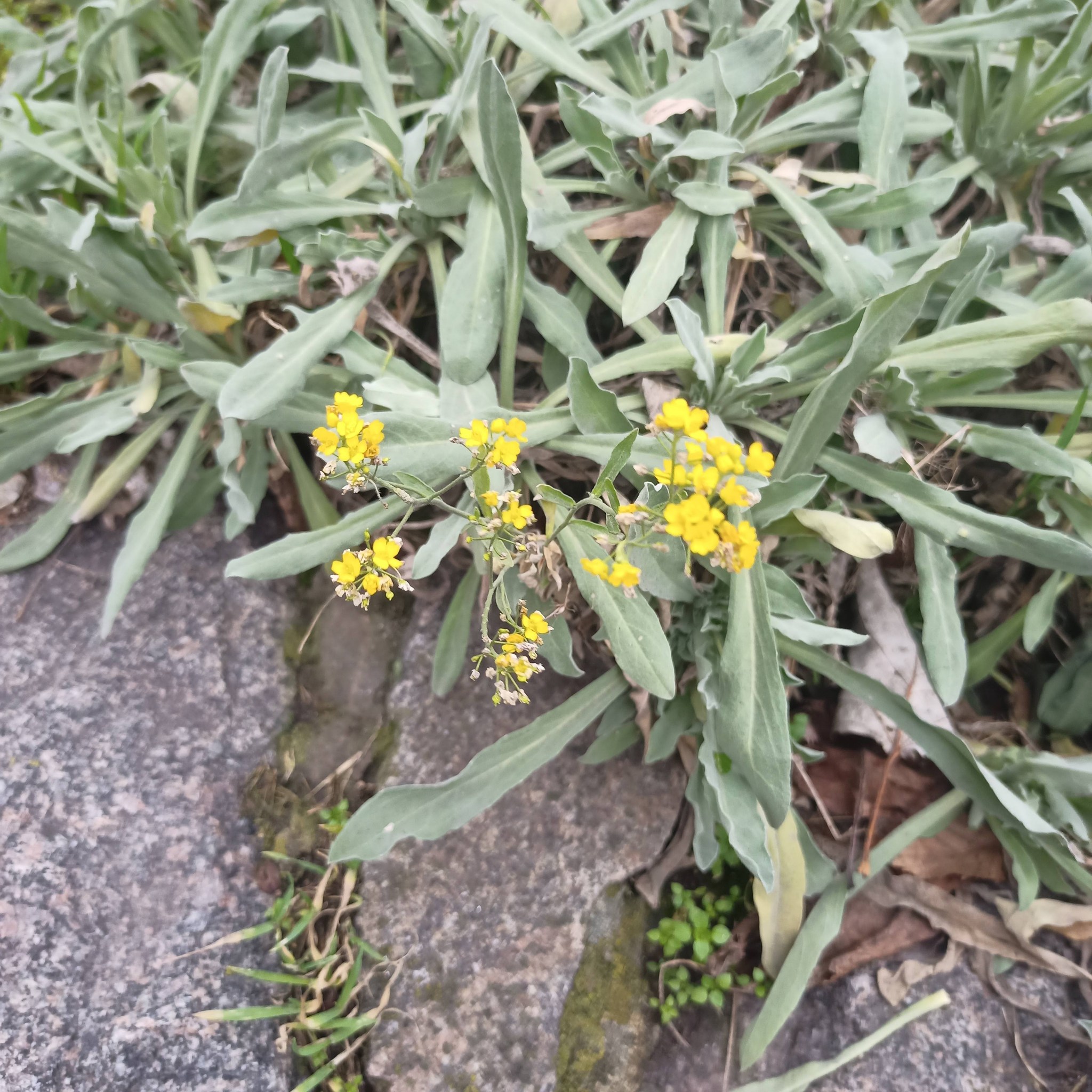 Аліссум скельний 