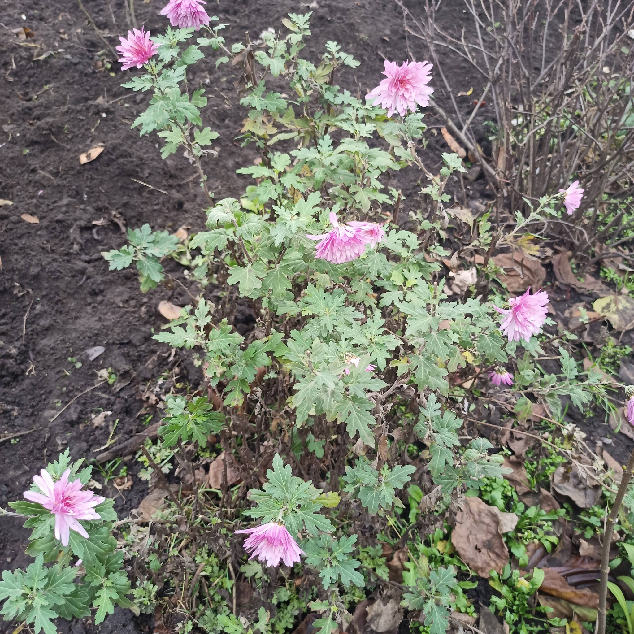 Хризантеми