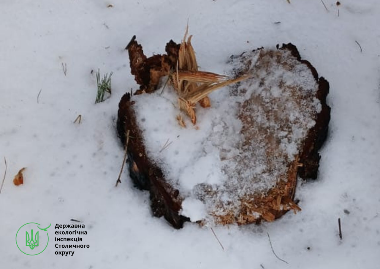 Для будівництва було зрізано дорослі дерева