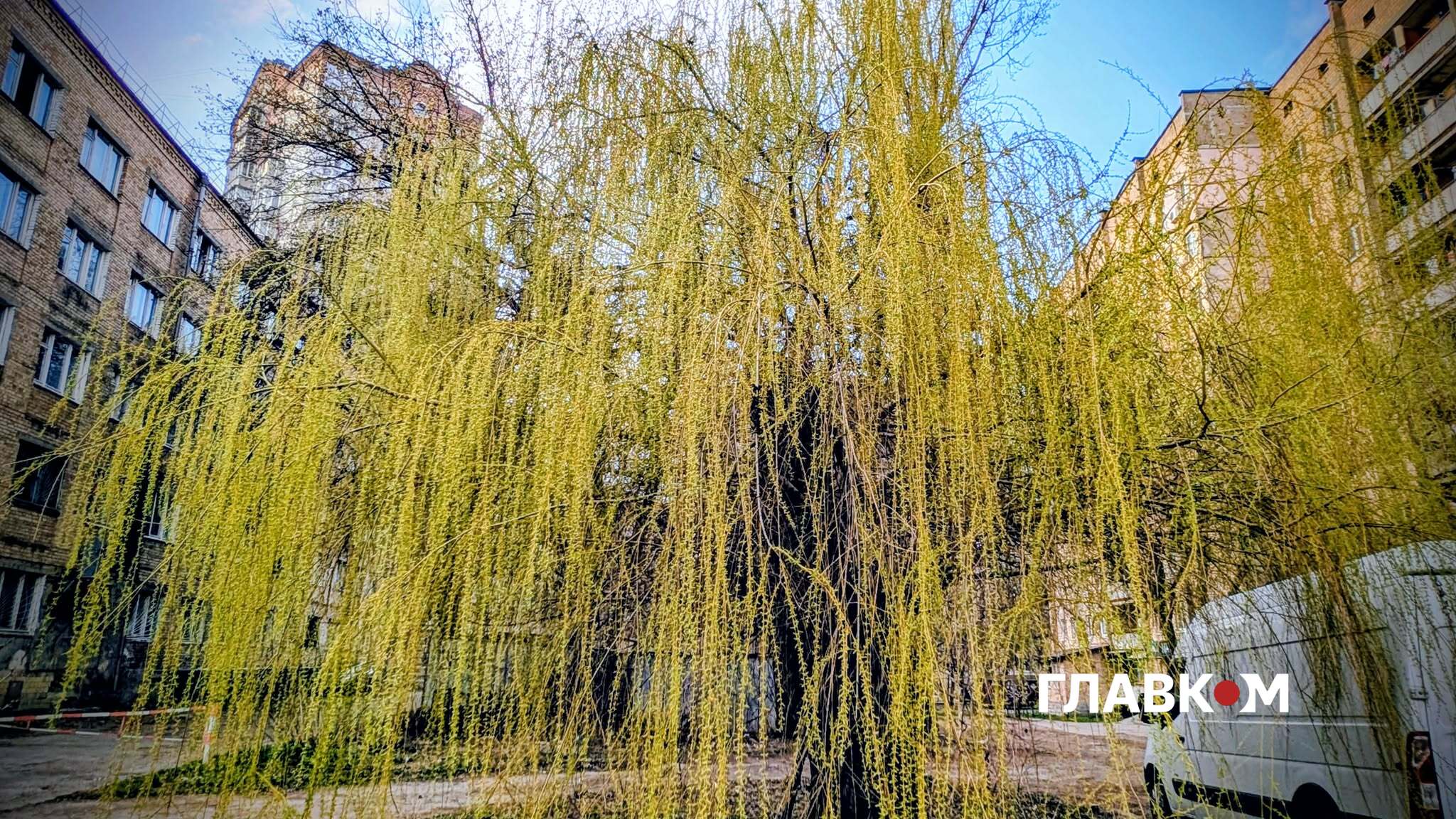 У Києві масово зацвіла форзиція та розпустилася верба (фото) - Главком