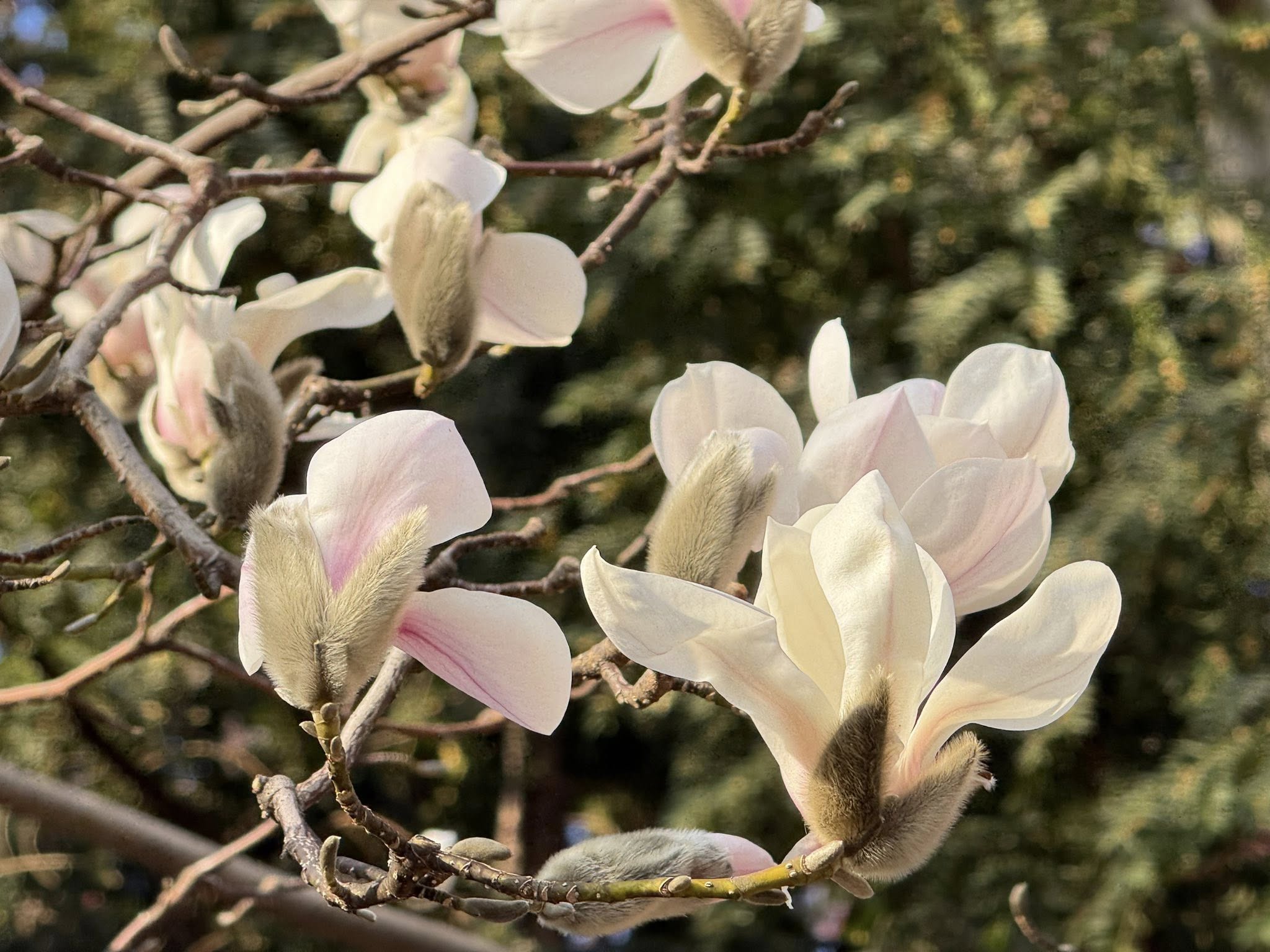 На деревах розкрилися перші квіти