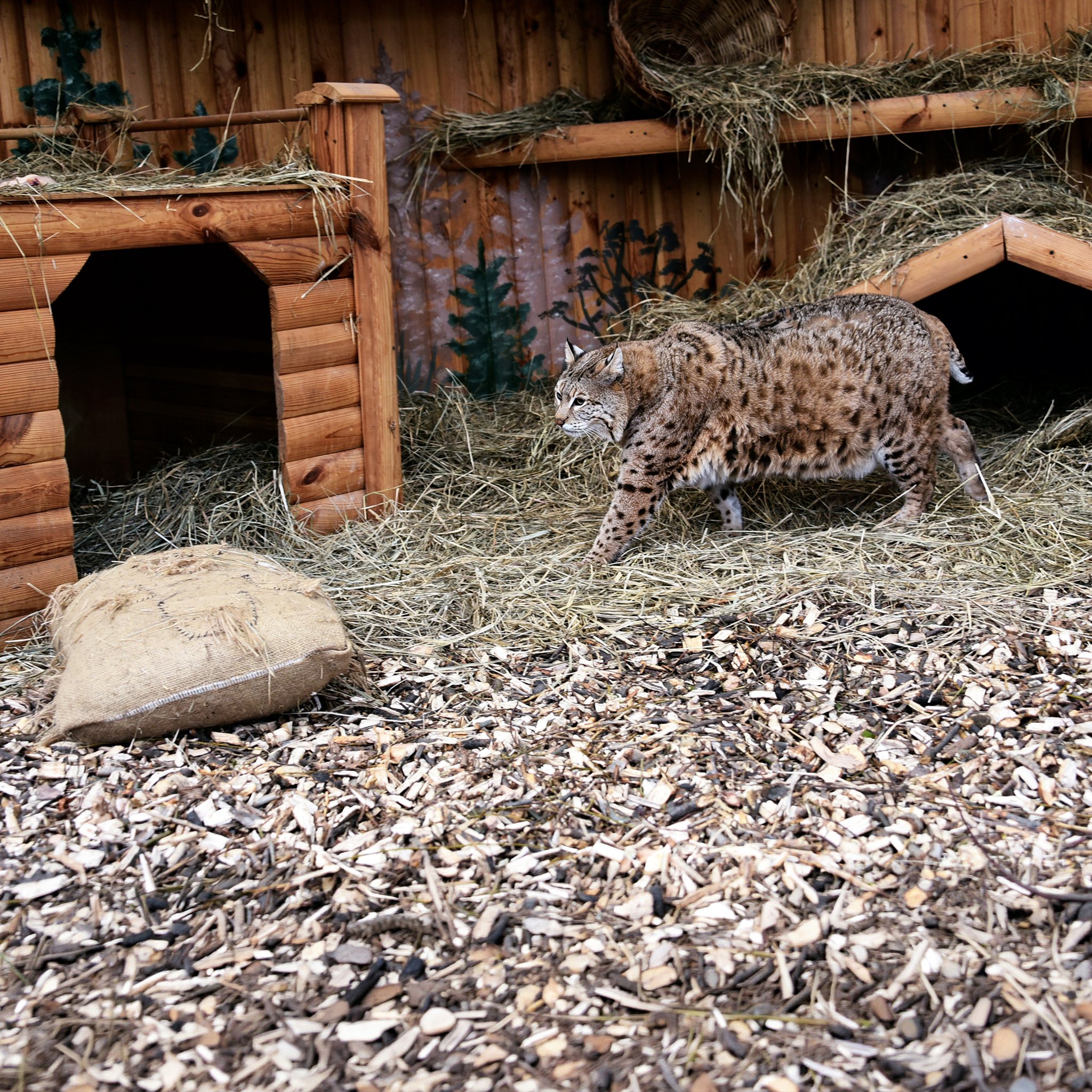 Степан прогулюється у власному вольєрі