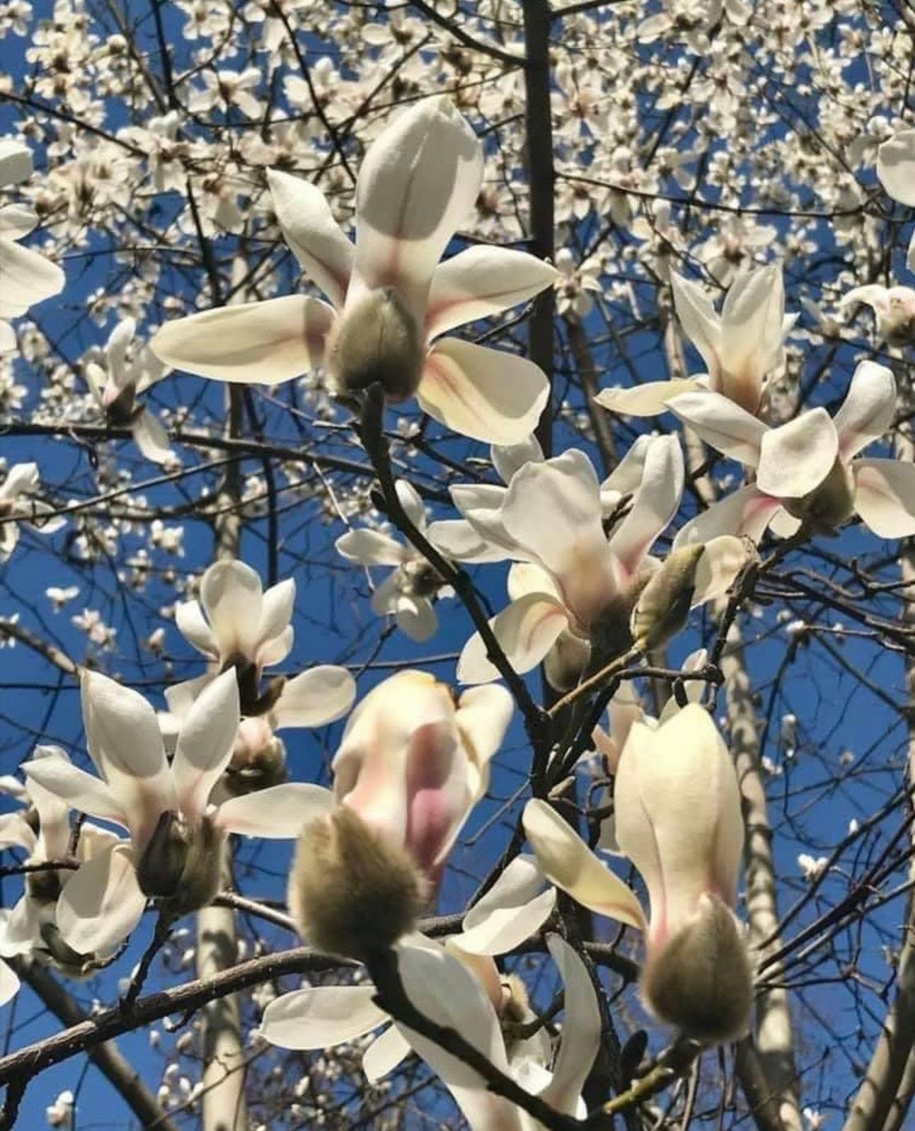 Цвітіння магнолій у Києві триватиме близько місяця