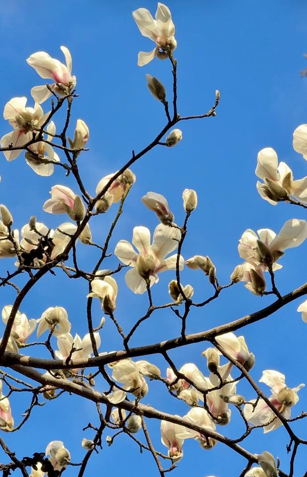 Незважаючи на сувору зиму, магнолії не забарилися з цвітінням
