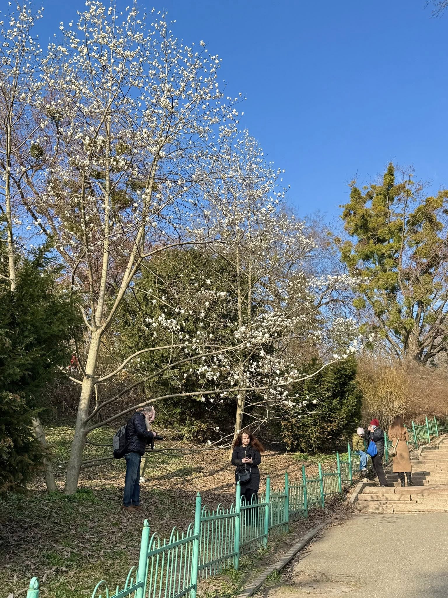 Кияни вже роблять перші селфі на фоні квітучих дерев